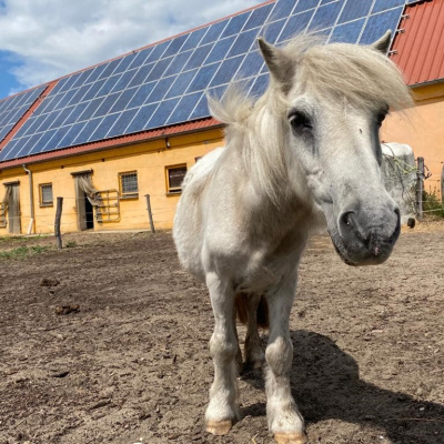 Photovoltaik und Pferd Ein Pony steht vor einem großen Stallgebäude mit Solarkollektoren auf dem Dach.