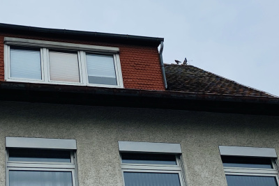 Dach mit Gauben und Taube