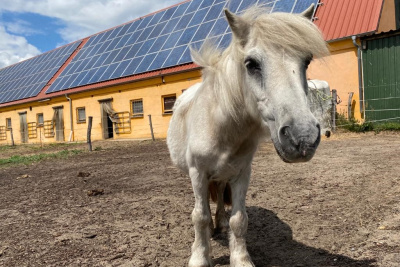 Ein Pony steht vor einem großen Stallgebäude mit Solarkollektoren auf dem Dach.