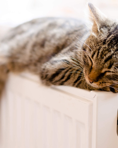 Katze auf Heizung Eine Katze genießt die Wärme auf einer Heizung