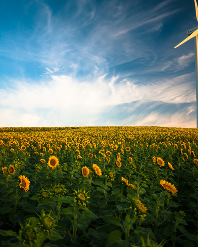 Windenergieanlagen mit Weitsicht im Abendlicht. Auf dem ganzen Feld stehen Sonnenblumen.