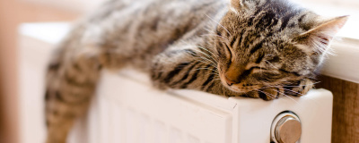 Katze auf Heizung Eine Katze genießt die Wärme auf einer Heizung