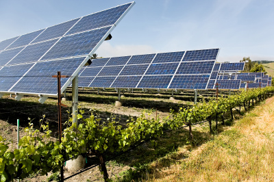 Photovoltaikanlage im Weinberg